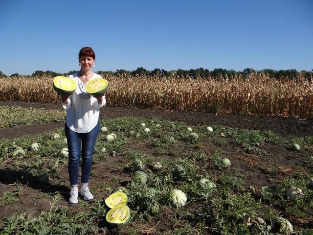 В Арктиці виросли кавуни і дині: фотофакт - фото 430685