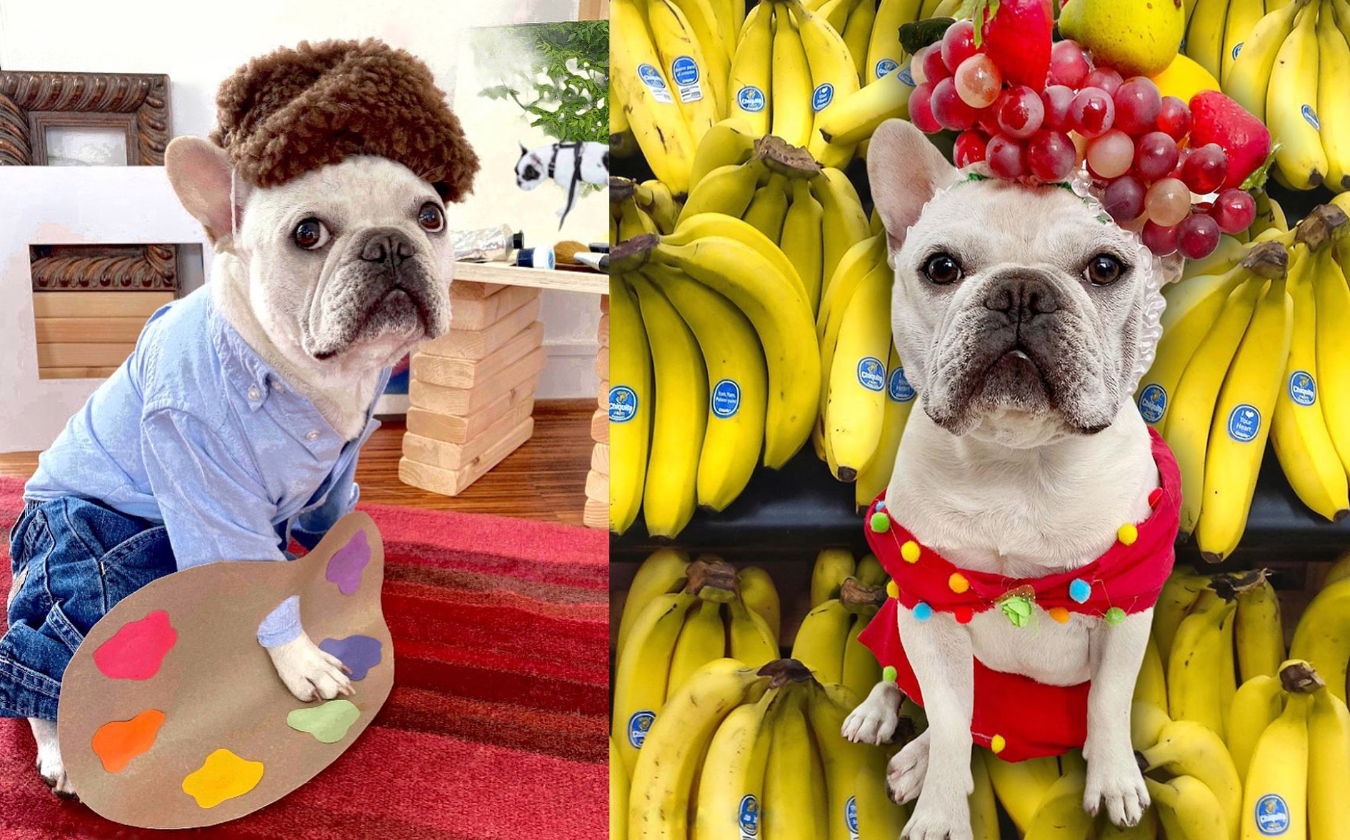 Французький бульдог став зіркою мережі - фото 1