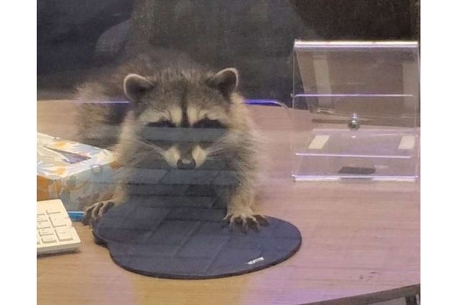 У США єноти проникли у банк через повітропровід і влаштували гармидер: кумедні фото - фото 431558