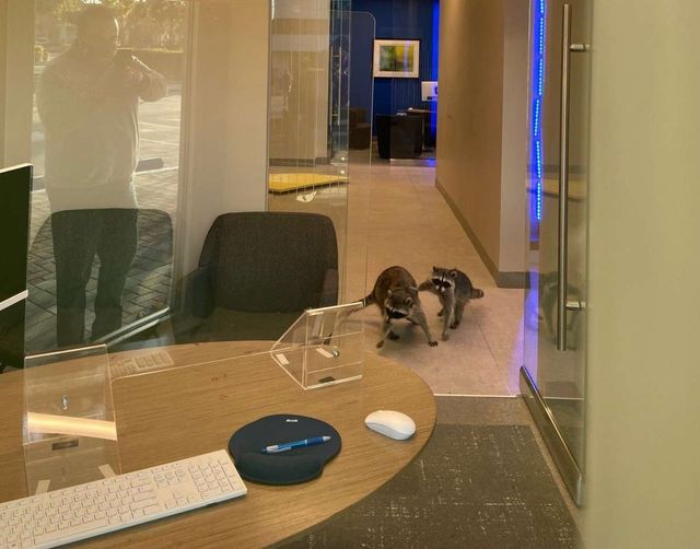 У США єноти проникли у банк через повітропровід і влаштували гармидер: кумедні фото - фото 431559