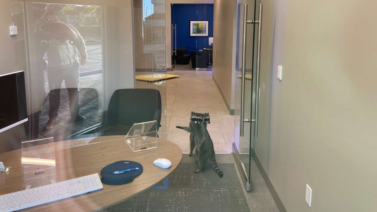 У США єноти проникли у банк через повітропровід і влаштували гармидер: кумедні фото