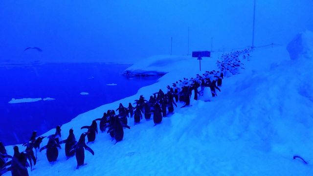 Українські вчені показали вражаюче фото пінгвінів в Антарктиді - фото 431567