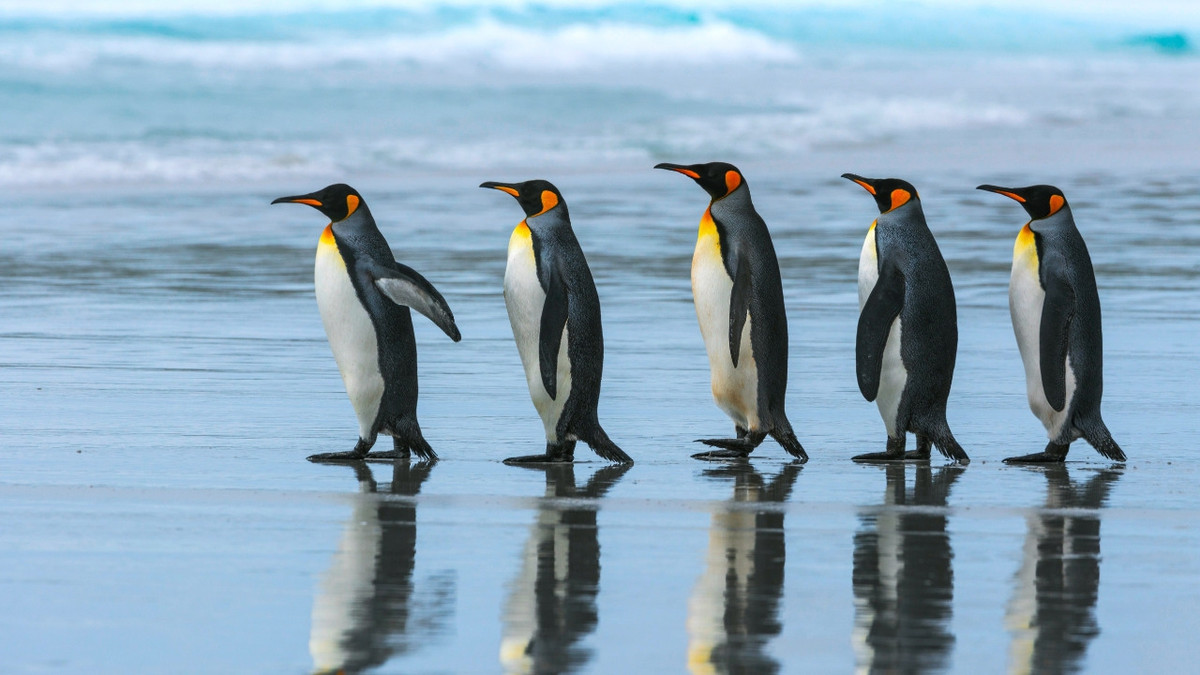Українські вчені показали вражаюче фото пінгвінів в Антарктиді - фото 1