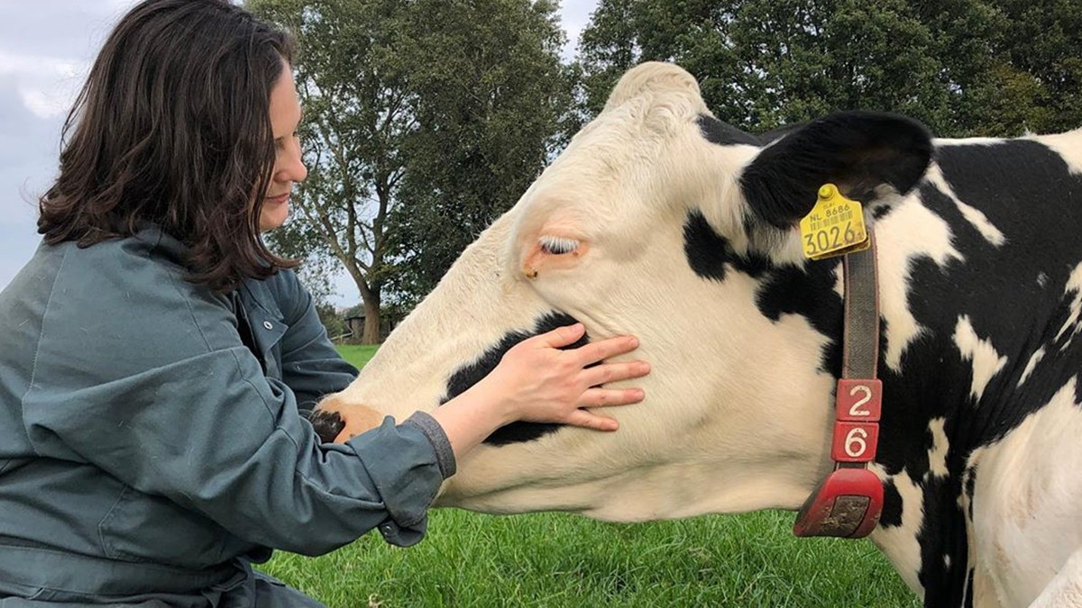 Фермери Європи та США пропонують обніматися з коровами, щоб знизити рівень стресу - фото 1