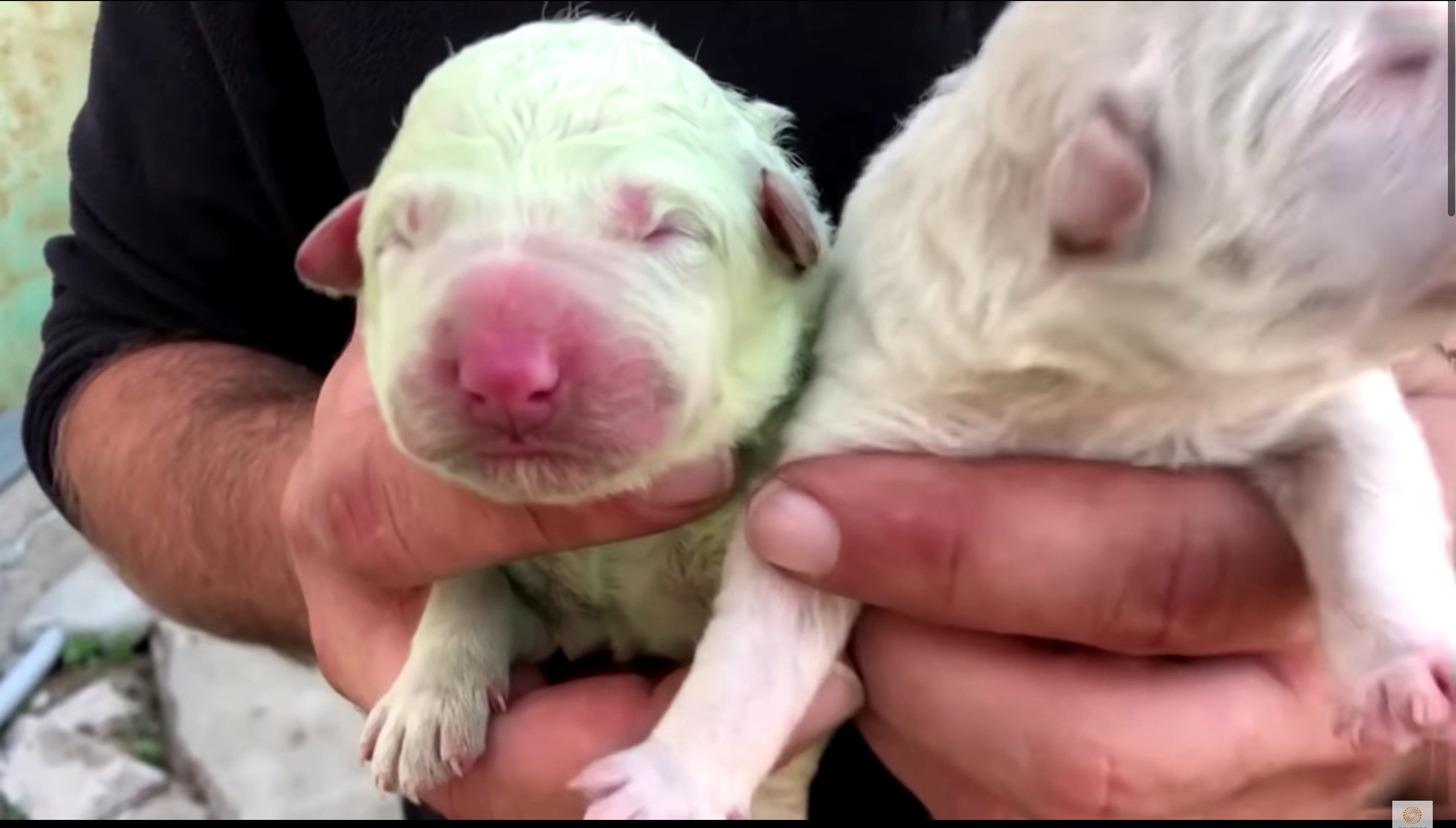 Цуценя народилося з зеленою шерстю - фото 1