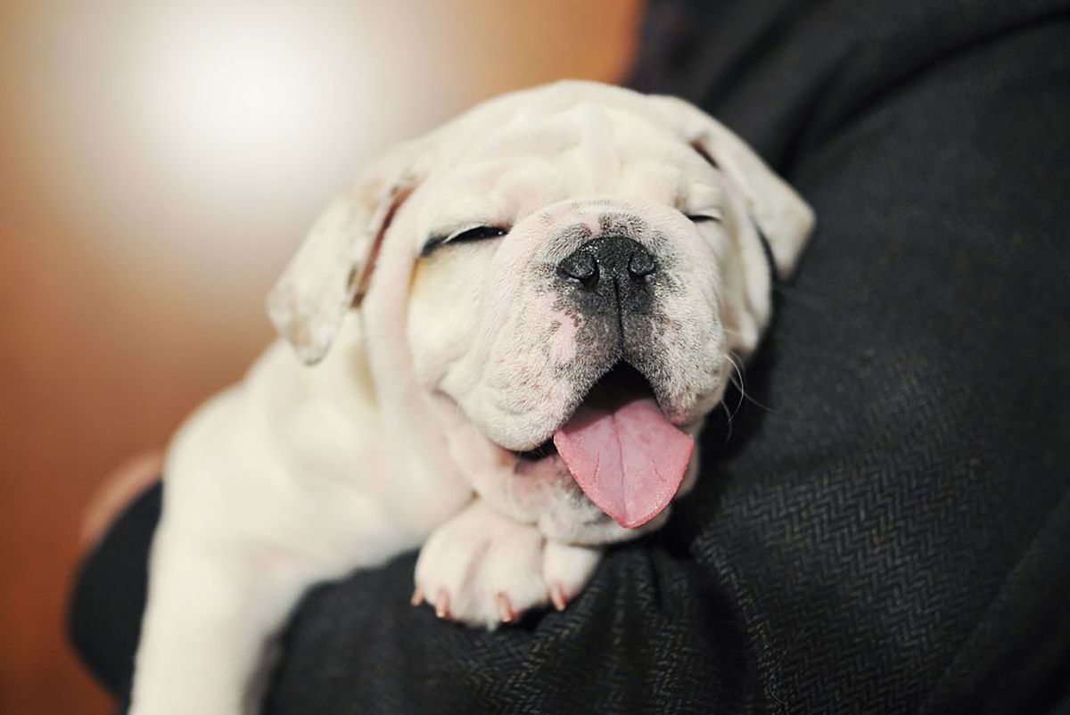 Собака - фото 1