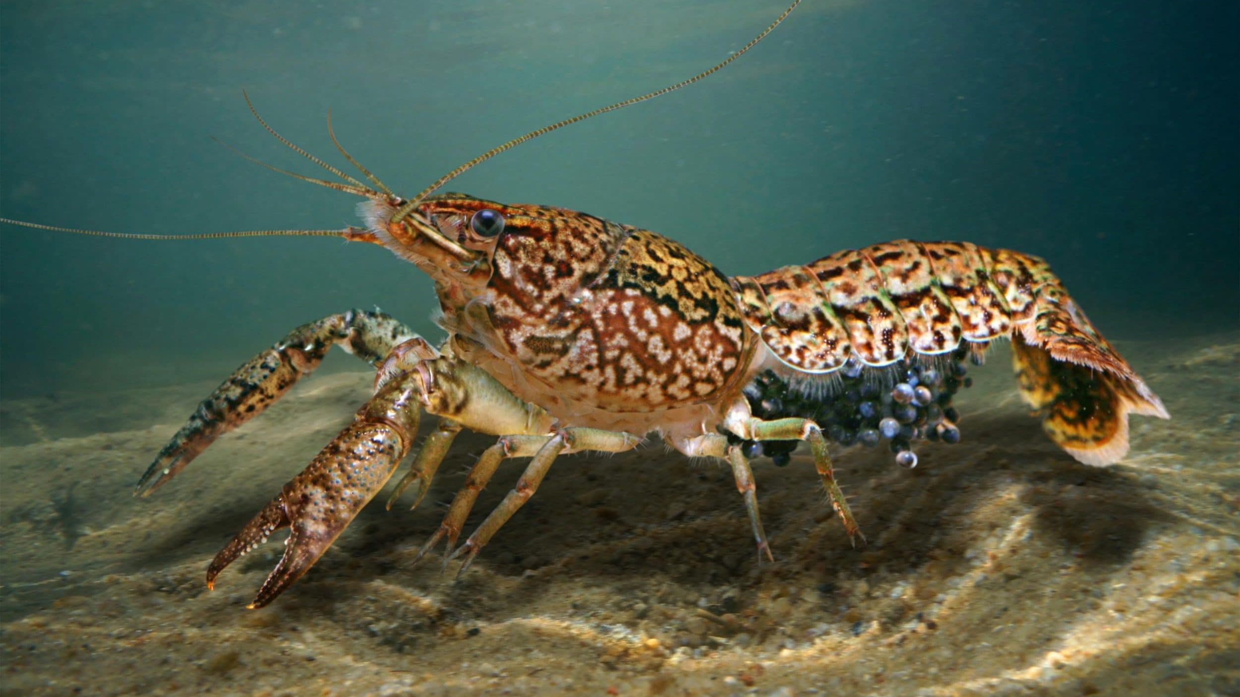 Раки-мутанти, які здатні клонуватися, захопили кладовище у Бельгії