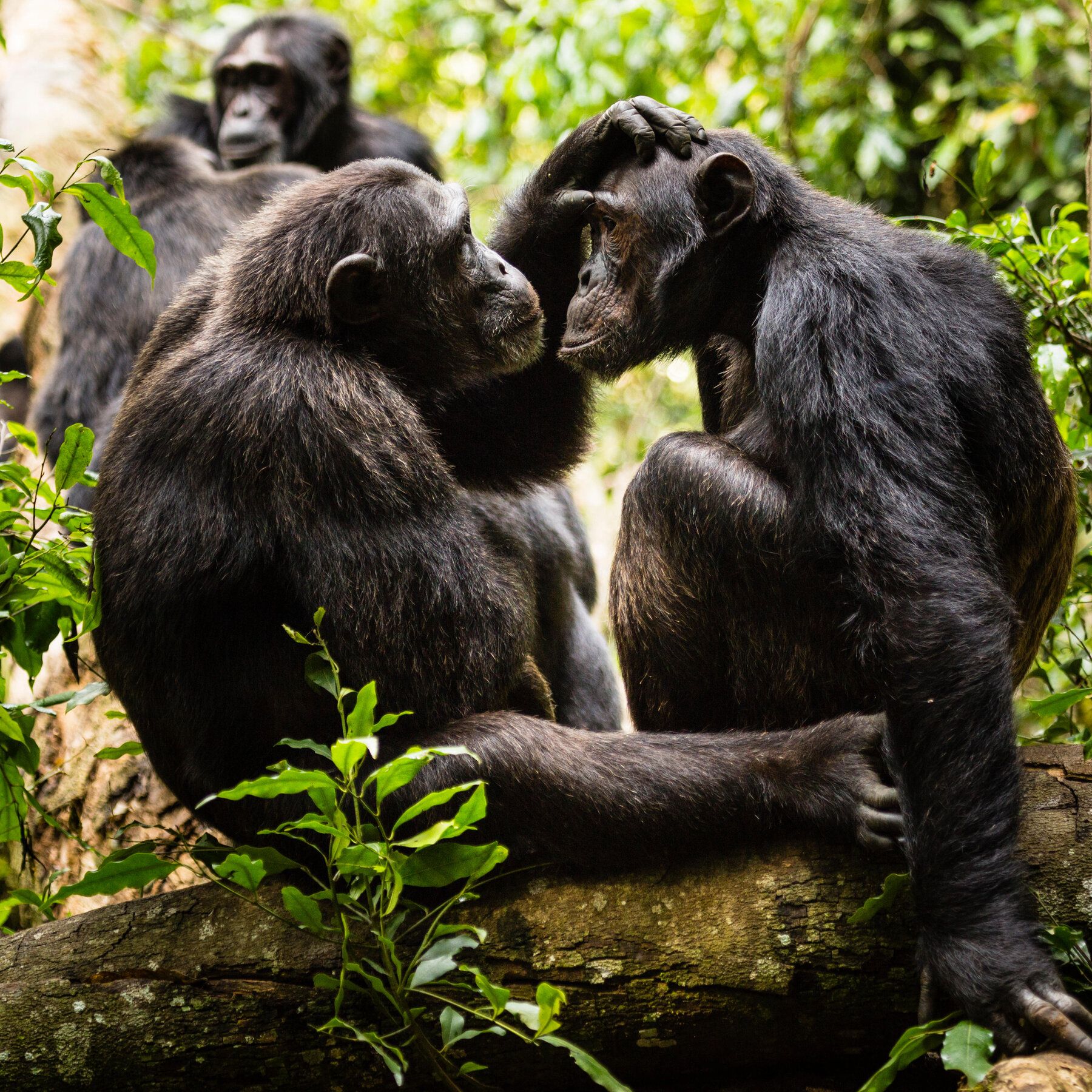 Шимпанзе обирають друзів так само як і люди: як саме?