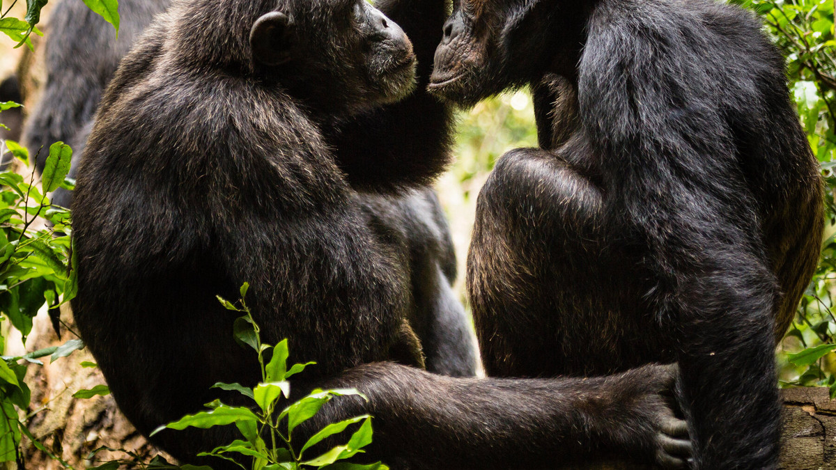 Шимпанзе - фото 1