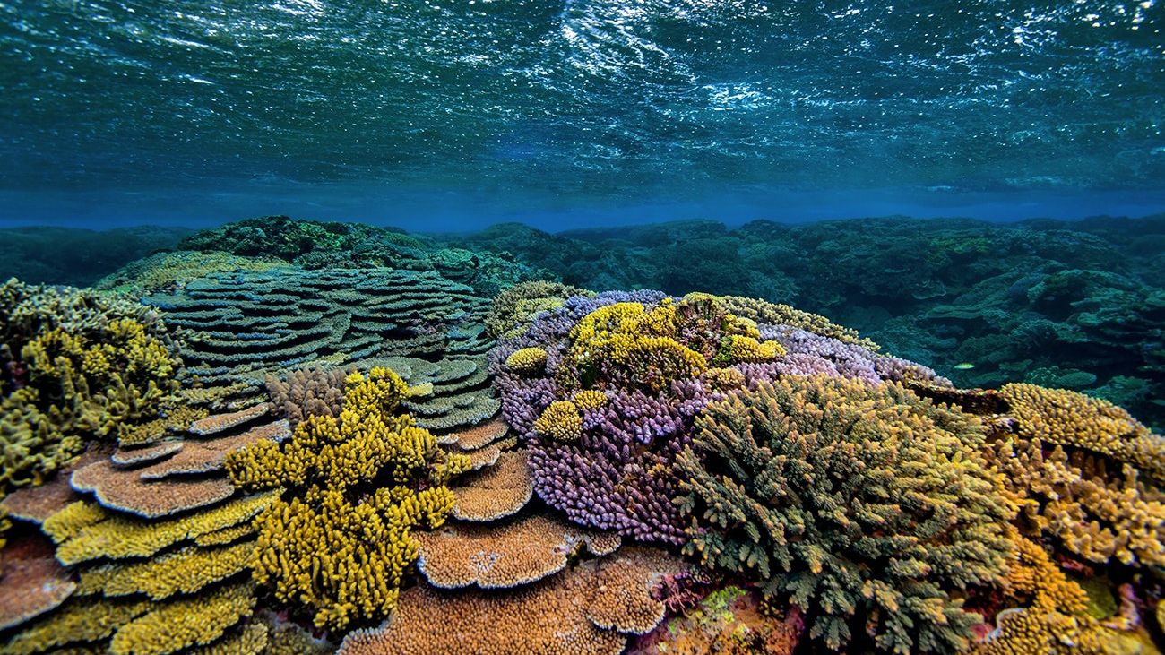 В Австралії знайшли величезний кораловий риф, який вищий за хмарочос Empire State Building