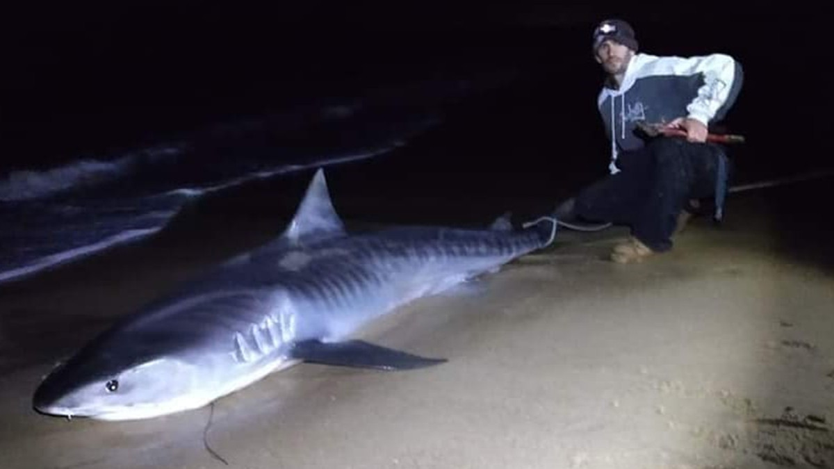 Рибалка зловив акулу неймовірних розмірів: фото - фото 1