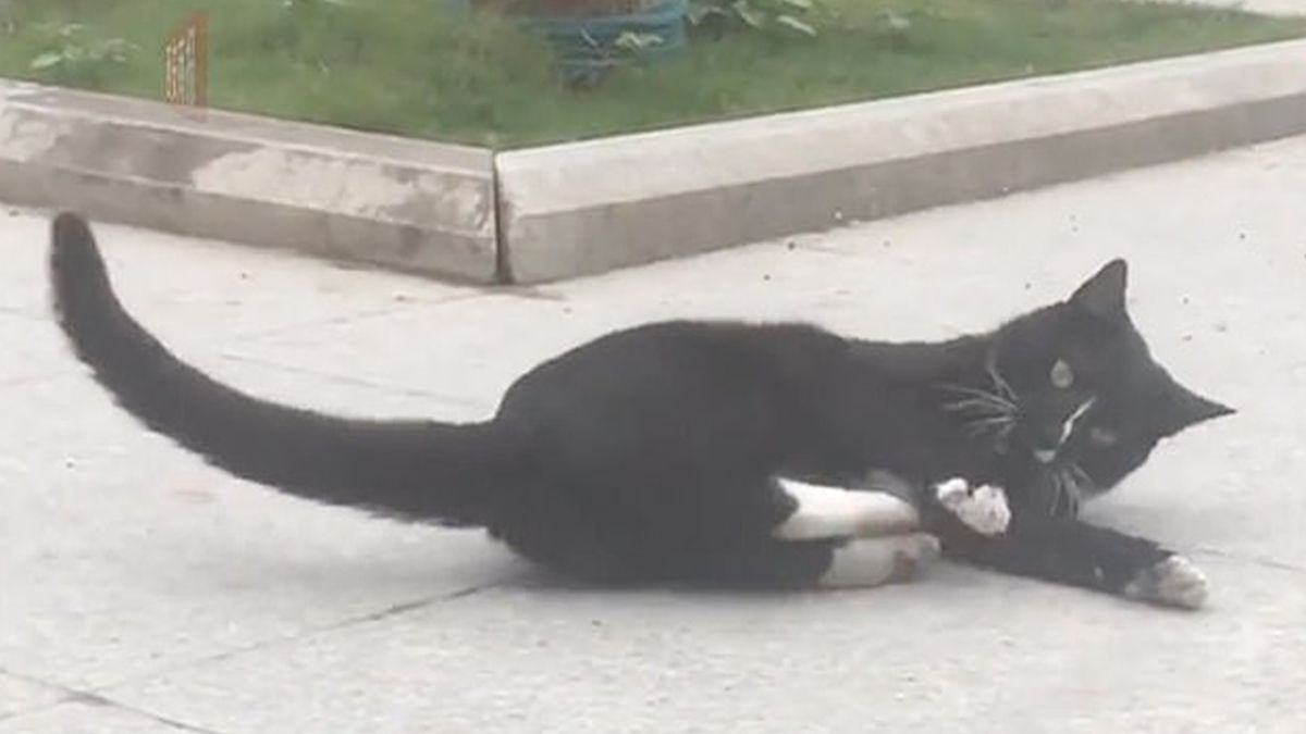 Том і Джеррі у реальному житті: веселе відео з котом і мишею стало хітом мережі