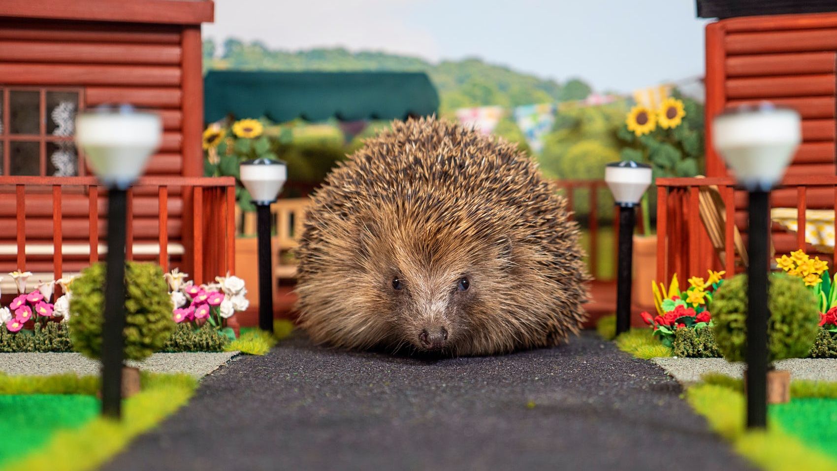 У Великобританії побудували перший в світі парк їжаків