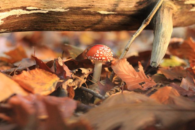 3 листопада 2020 – яке сьогодні свято: традиції, заборони і прикмети - фото 433242