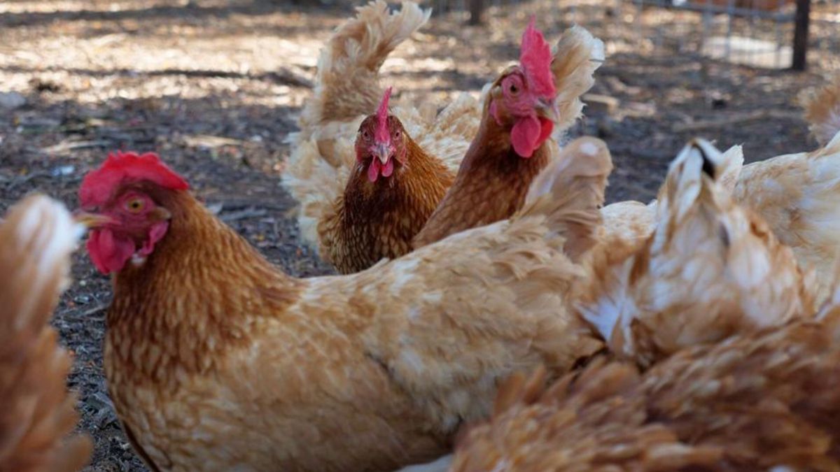 В Австралії курка знесла гігантське яйце з трьома жовтками: фотофакт