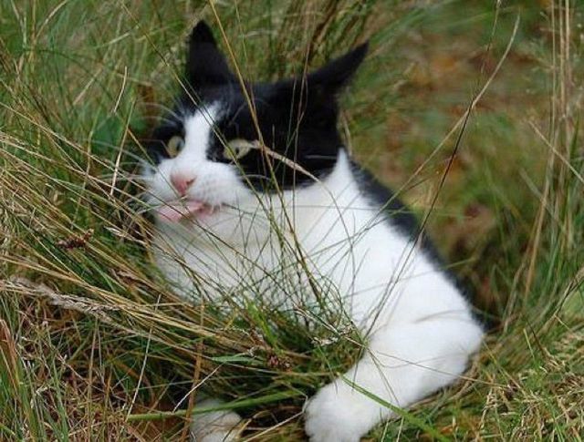 Незграбні тварини: 10 нефотогенічних моментів - фото 433590