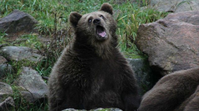 Незграбні тварини: 10 нефотогенічних моментів - фото 433594