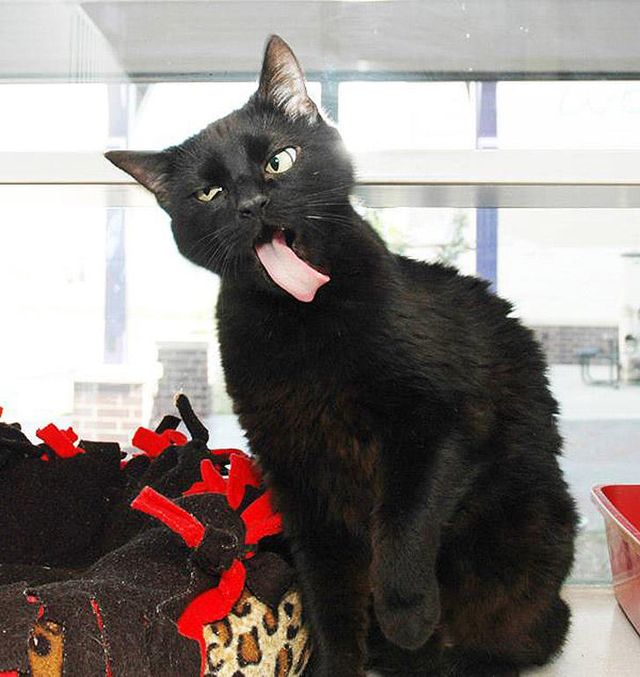 Незграбні тварини: 10 нефотогенічних моментів - фото 433597