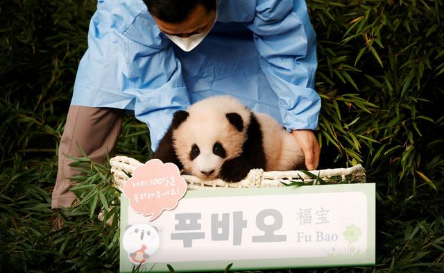 Публіці показали першу панду, народжену у Південній Кореї: миле фото - фото 433649