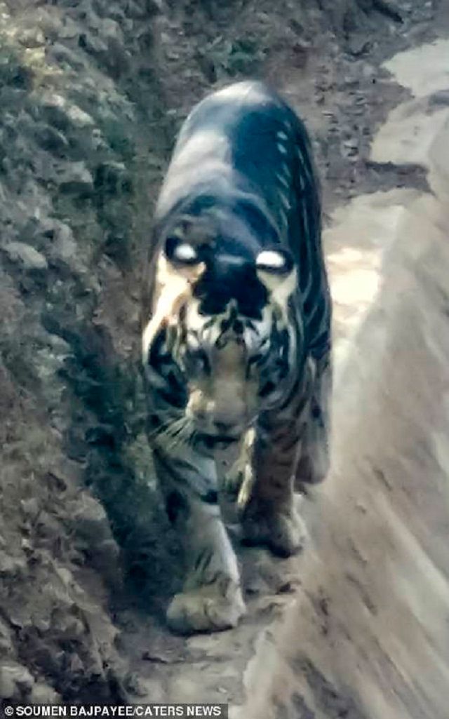 В Індії помітили надзвичайно рідкісного чорного тигра: фотофакт - фото 433727