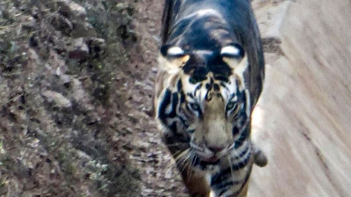 В Індії помітили надзвичайно рідкісного чорного тигра: фотофакт