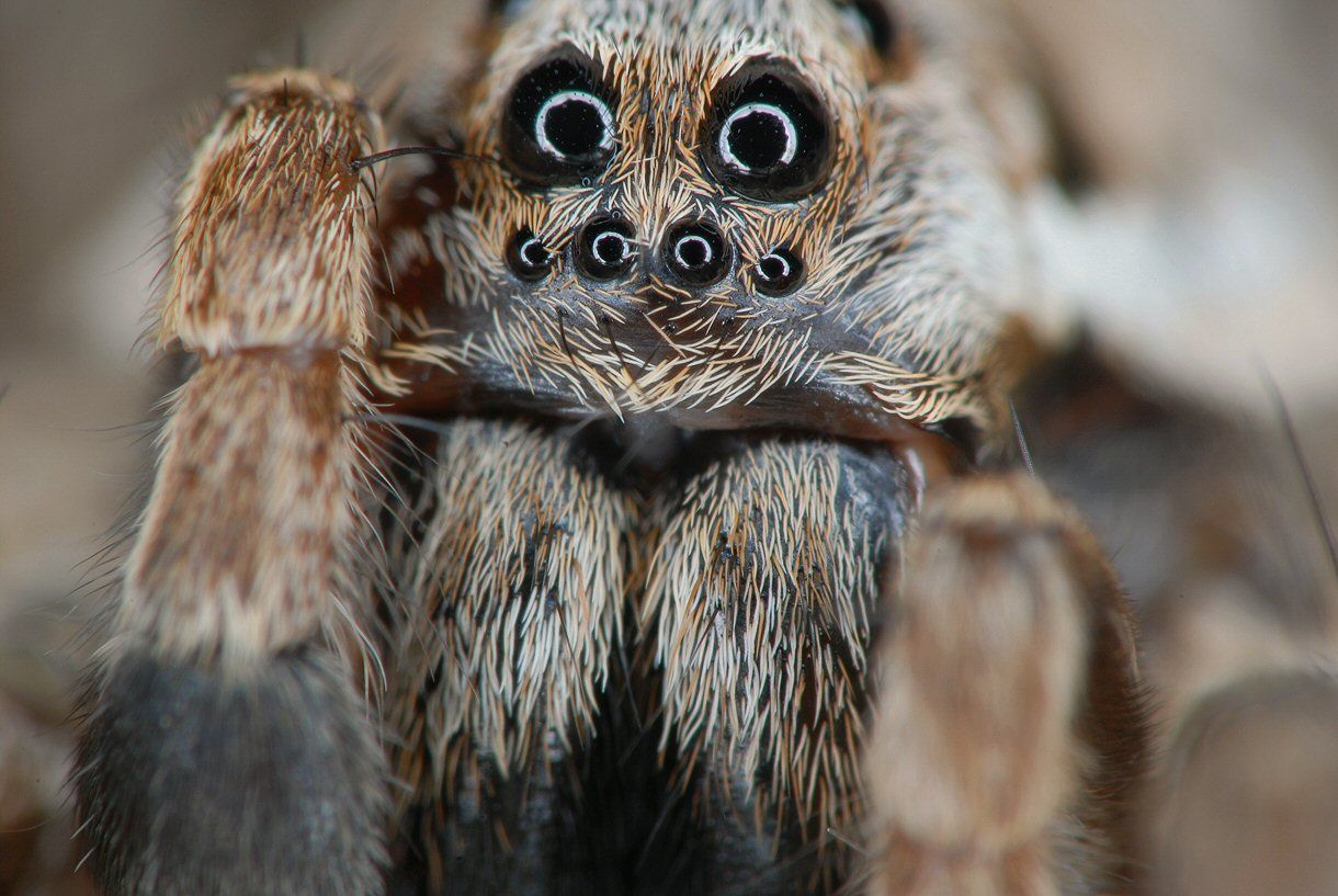 Унікального павука-лисицю, якого вважали вимерлим, виявили у Великобританії
