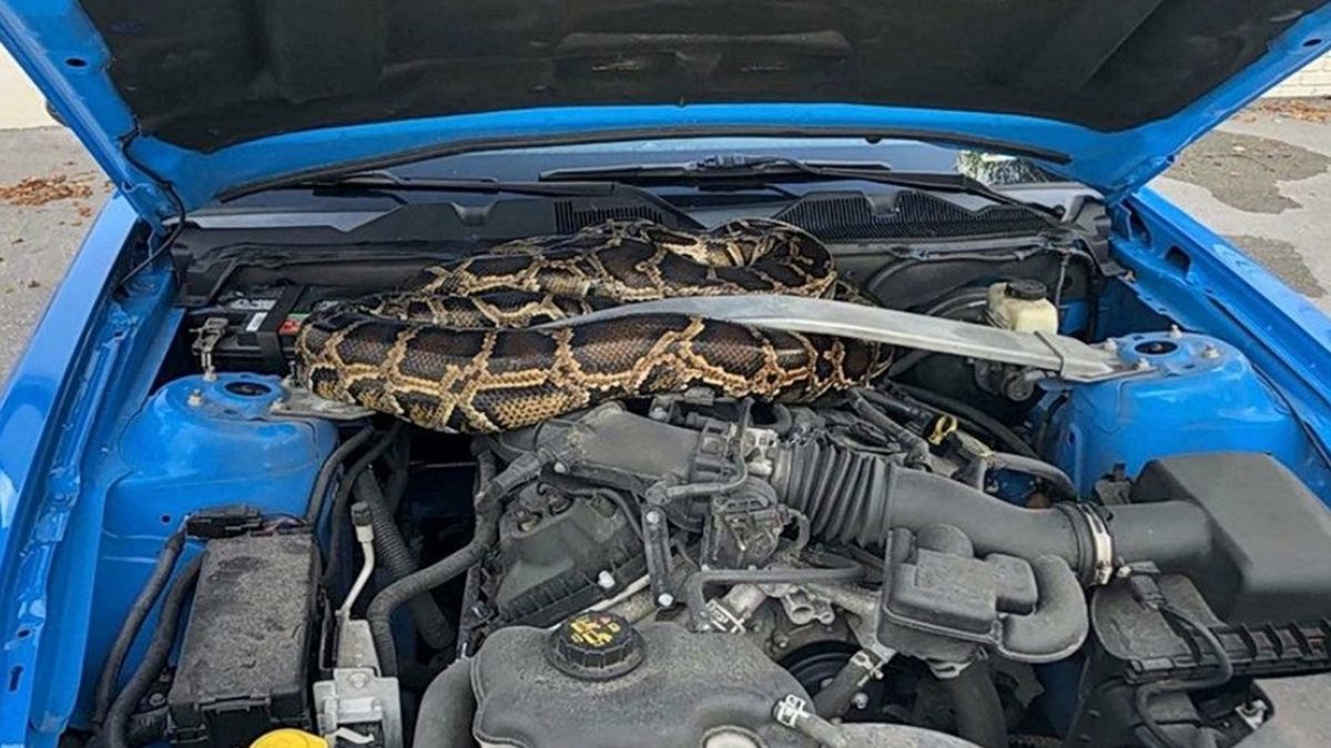 Водій виявив під капотом автомобіля величезного пітона: відео