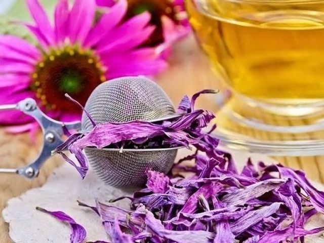 Напій з ехінацеєю - фото 433911