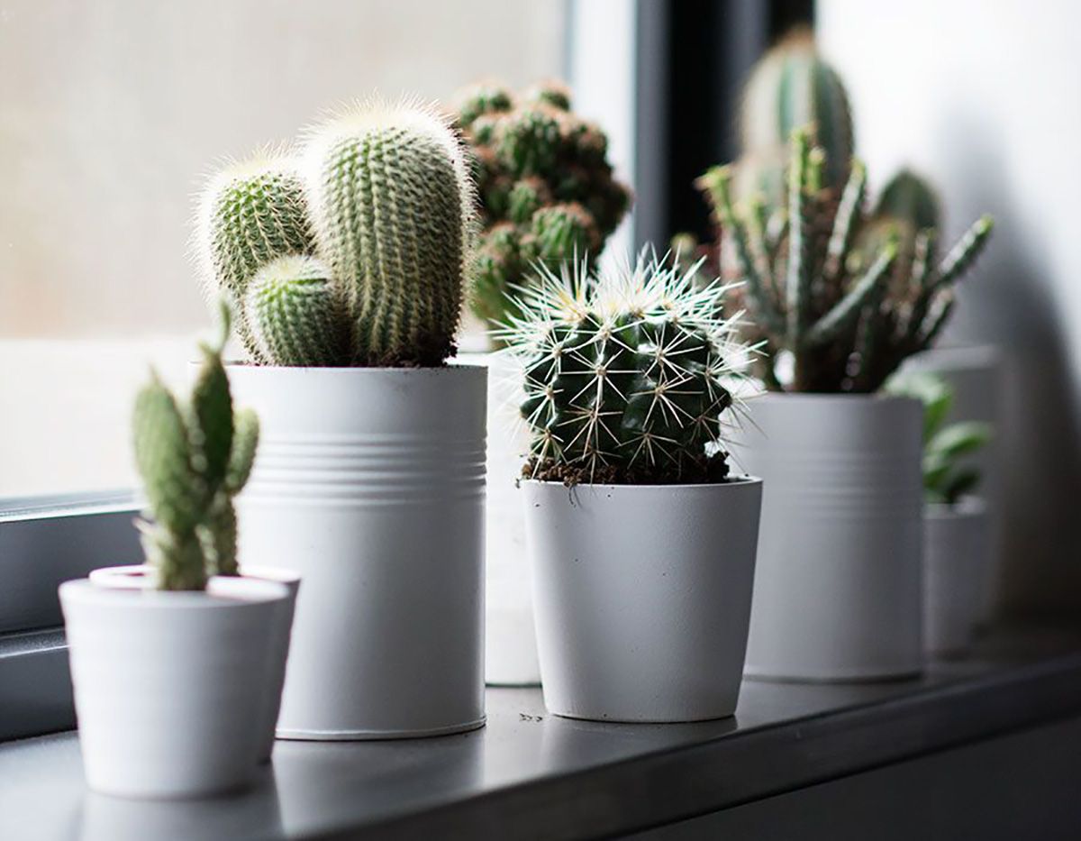 Колючі й невибагливі: як обрати кактус для дому