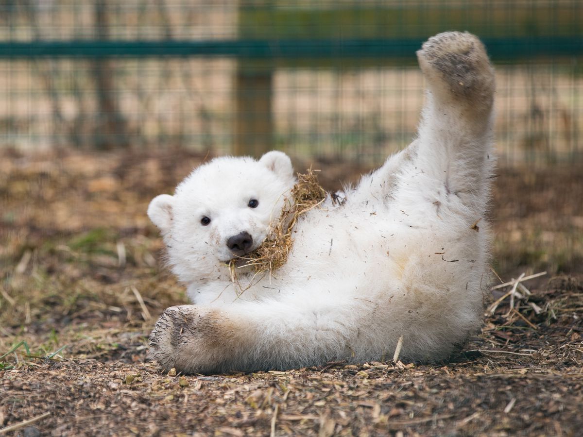 Знаменитий білий ведмедик Британії уперше відправився у подорож