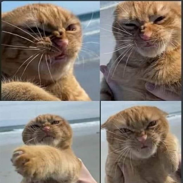 Реакція кота на погану погоду підірвала мережу: кумедні фото - фото 434177