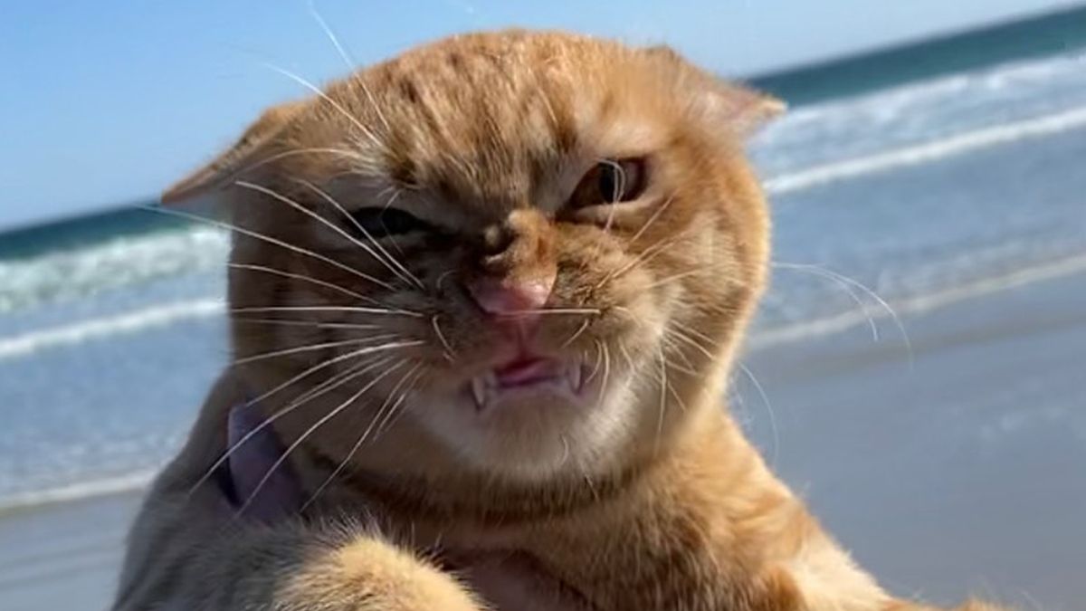 Реакція кота на погану погоду підірвала мережу: кумедні фото