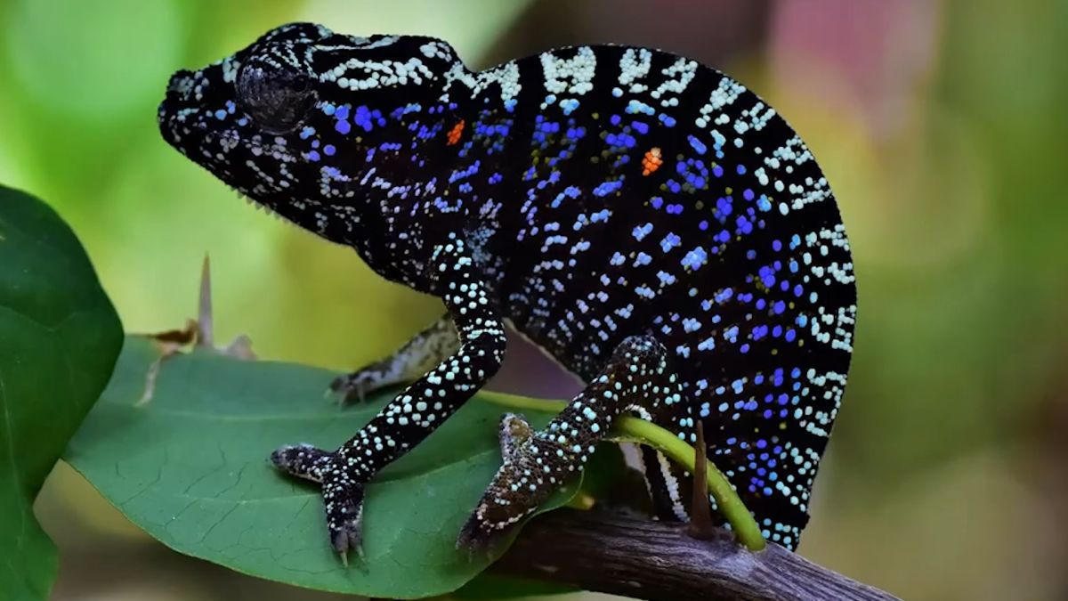 Вчені знайшли хамелеона, якого не бачили вже 100 років