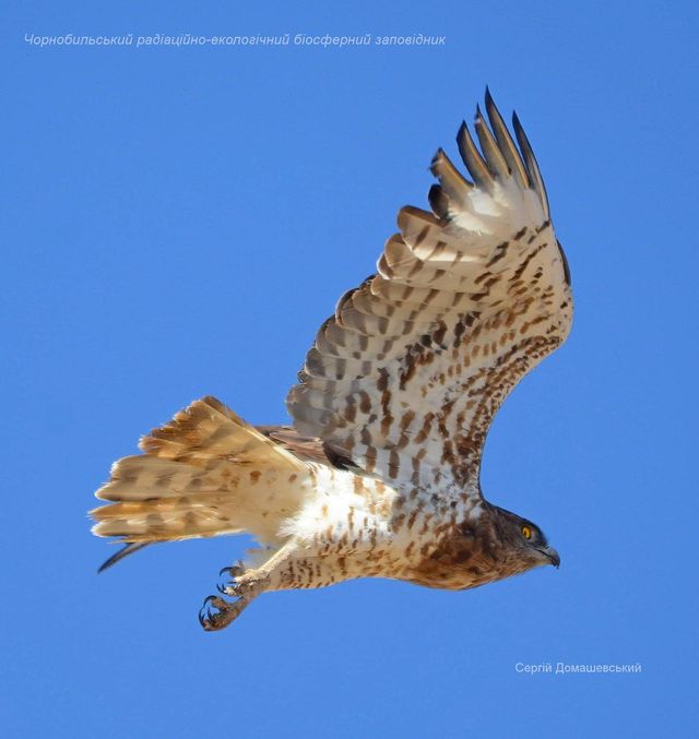 У Чорнобильському заповіднику показали хижого птаха, який є ворогом рептилій: фото - фото 434269
