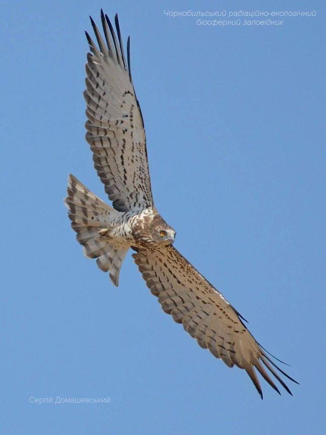 У Чорнобильському заповіднику показали хижого птаха, який є ворогом рептилій: фото - фото 434270