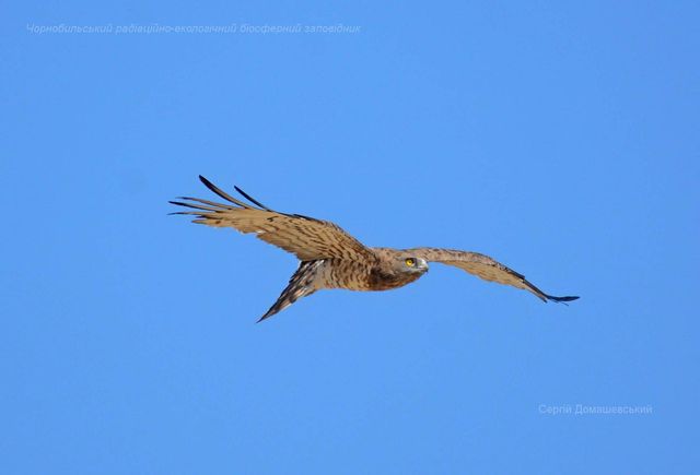 У Чорнобильському заповіднику показали хижого птаха, який є ворогом рептилій: фото - фото 434271