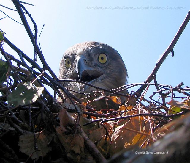 У Чорнобильському заповіднику показали хижого птаха, який є ворогом рептилій: фото - фото 434272