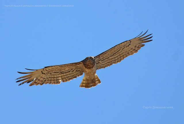 У Чорнобильському заповіднику показали хижого птаха, який є ворогом рептилій: фото - фото 434273
