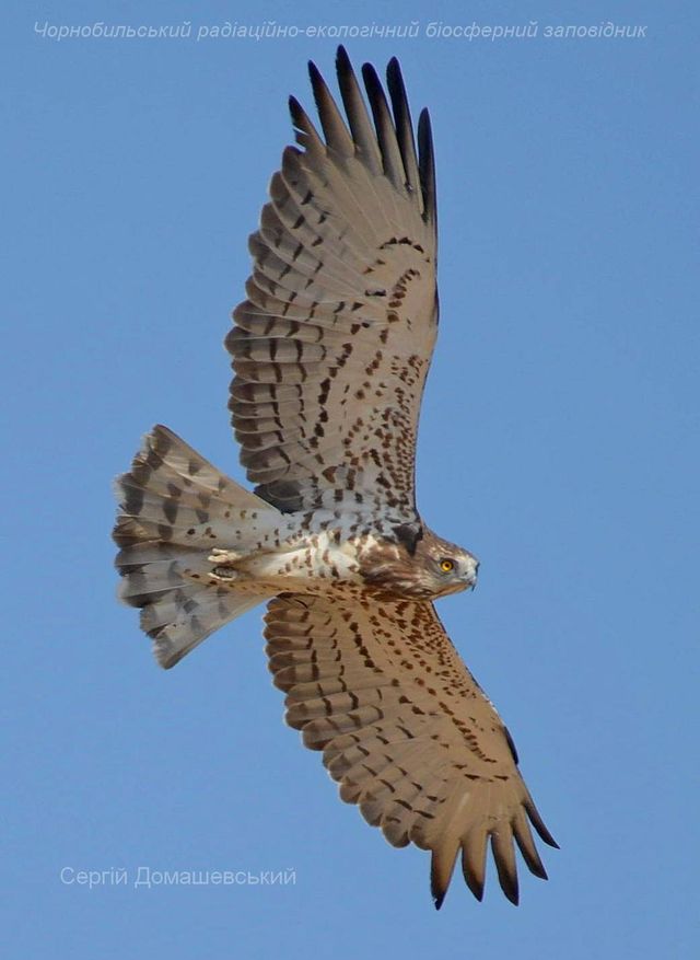 У Чорнобильському заповіднику показали хижого птаха, який є ворогом рептилій: фото - фото 434274