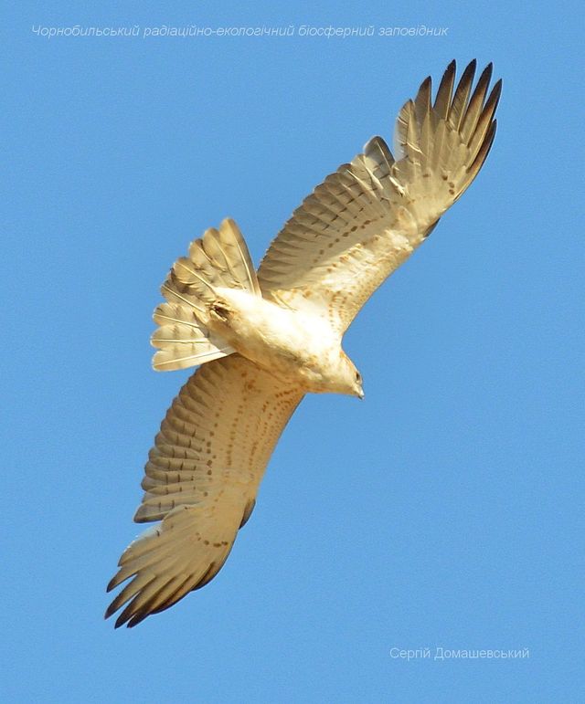 У Чорнобильському заповіднику показали хижого птаха, який є ворогом рептилій: фото - фото 434275