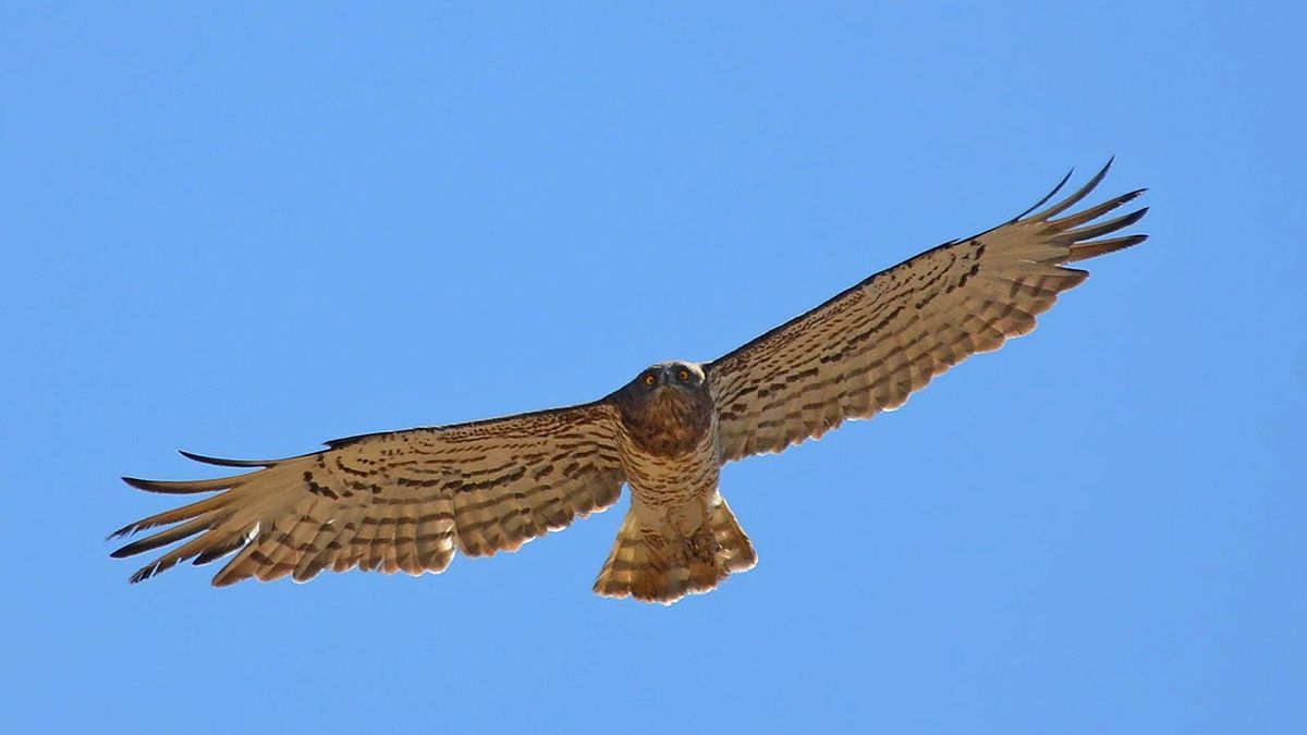 Змієїд - фото 1