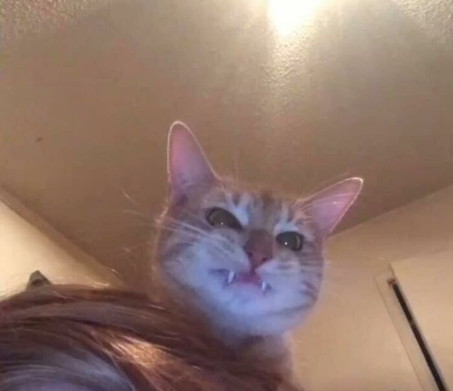 Ukiie Craw - фото 434304