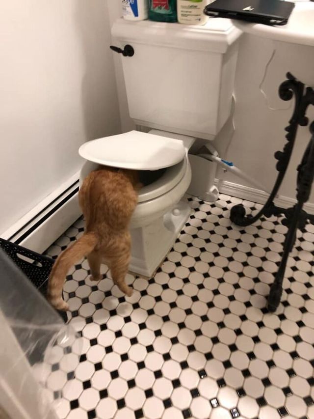 Angelique Sophia Lawrence Bilello-Bolger - фото 434306