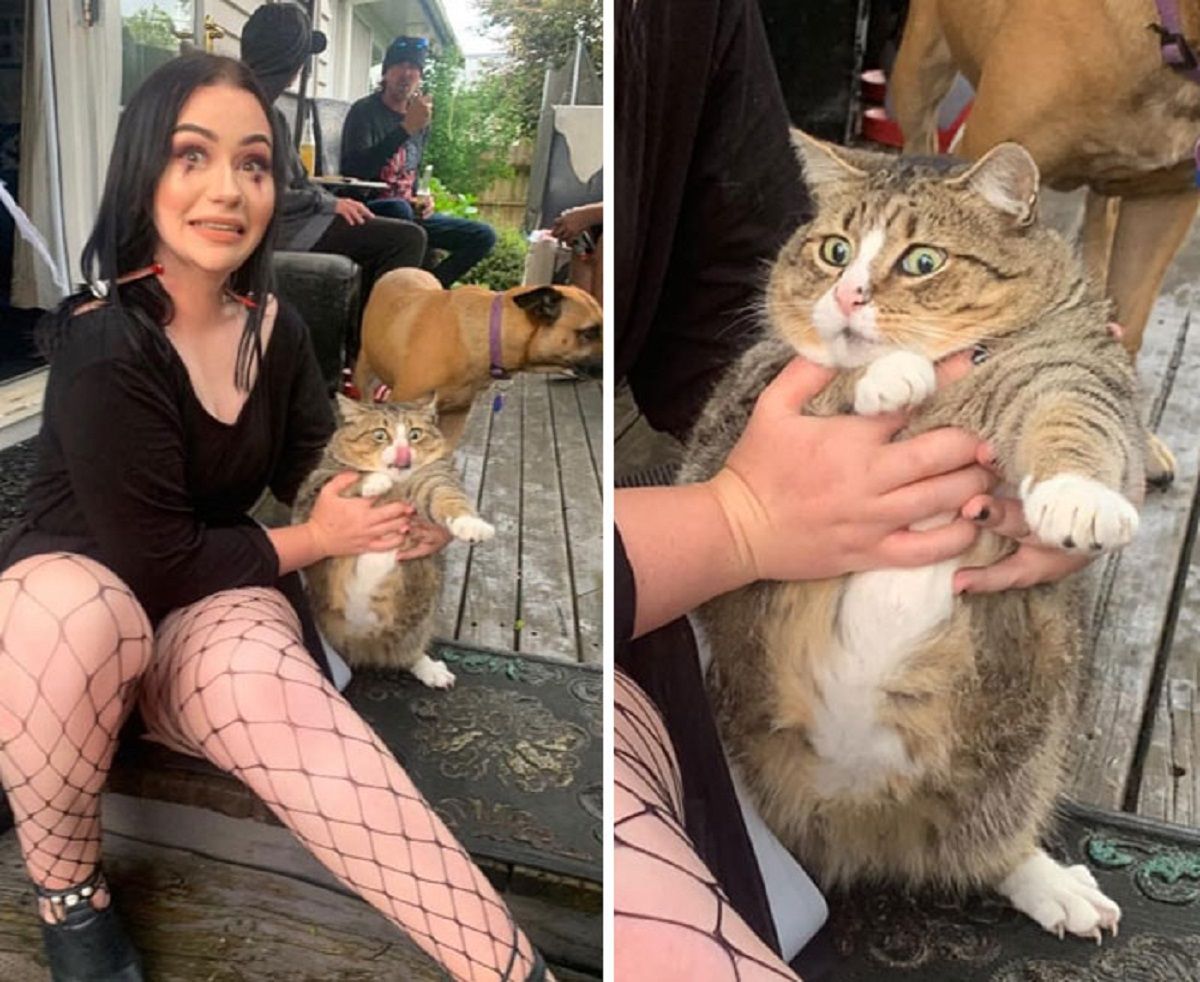 Коли кіт зламався: кумедні фото тварин, від яких важко втримати сміх