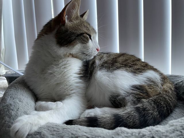 З'явилися фото з iPhone 12 mini: найкращий компактний камерофон на ринку? - фото 434412