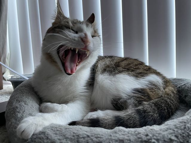 З'явилися фото з iPhone 12 mini: найкращий компактний камерофон на ринку? - фото 434414