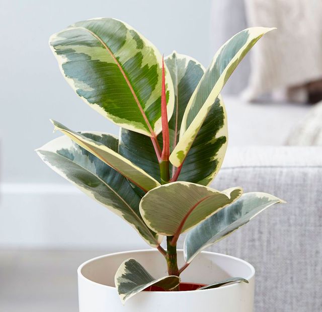 Три кімнатні рослини, які принесуть удачу у ваш дім - фото 434661