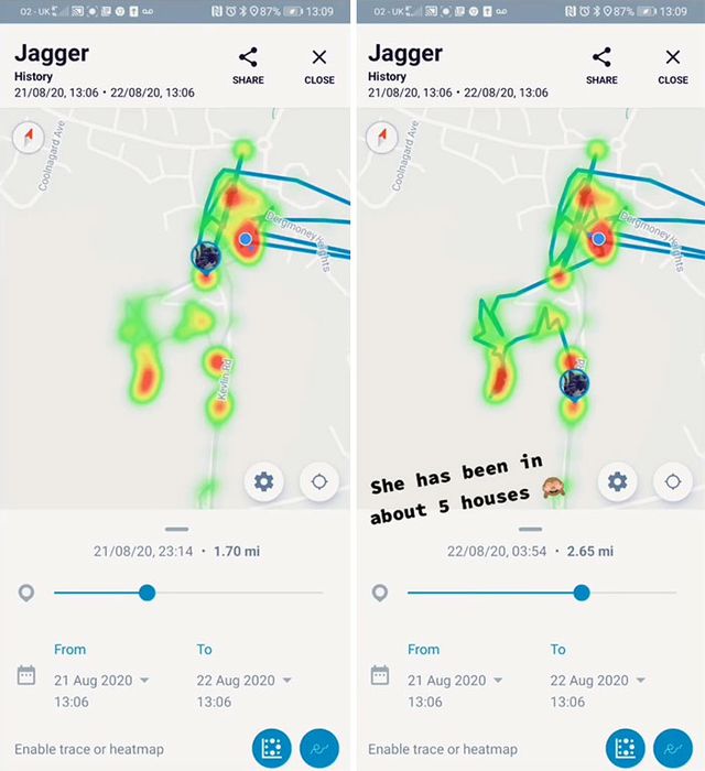 Дівчина купила своїй кішці ошийник з GPS: він допоміг викрити пухнасту морду - фото 434784