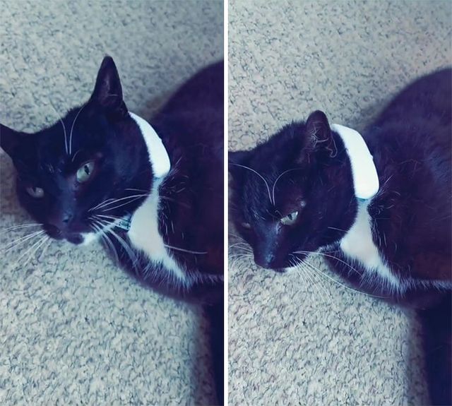 Дівчина купила своїй кішці ошийник з GPS: він допоміг викрити пухнасту морду - фото 434785