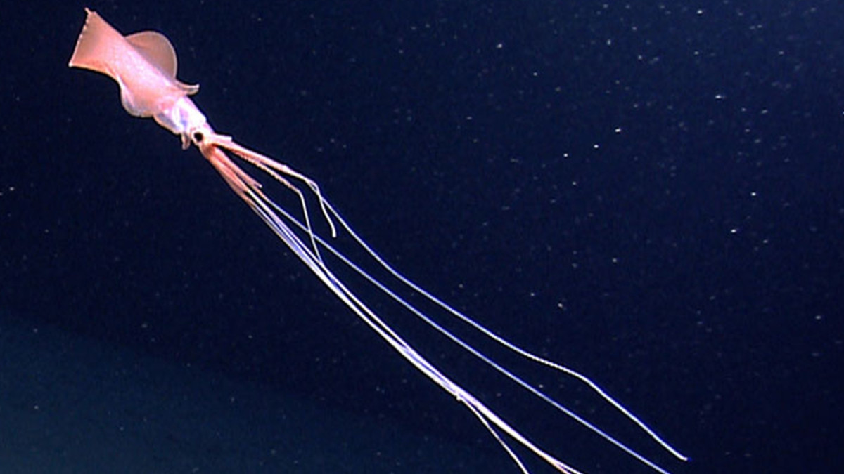 У глибинах океану вдалося зняти на відео гігантських кальмарів з 8-метровими щупальцями - фото 1